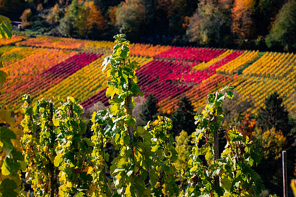 Bunt gefärbte Weinreben in einem Weinberg im Ahrtal zur Herbstzeit.