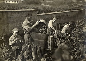 Weinlese in einem Weinberg bei Hambach um 1930.