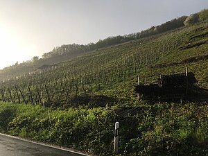 Weinreben auf dem Goetheberg bei Obernhof im Sommerregen im Jahr 2018.