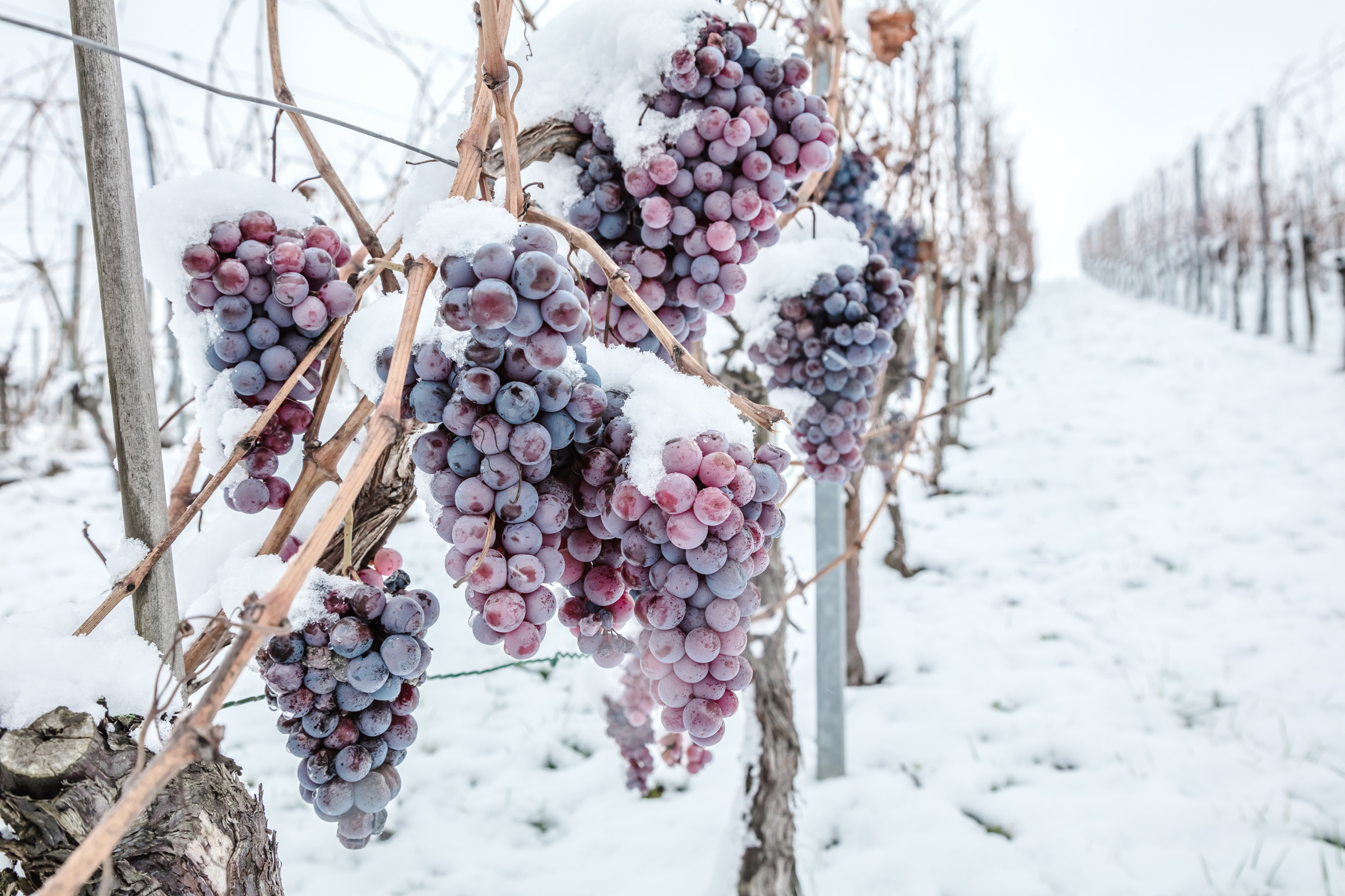 Eiswein. Wein rote Trauben für Eiswein im Winter Zustand und Schnee.