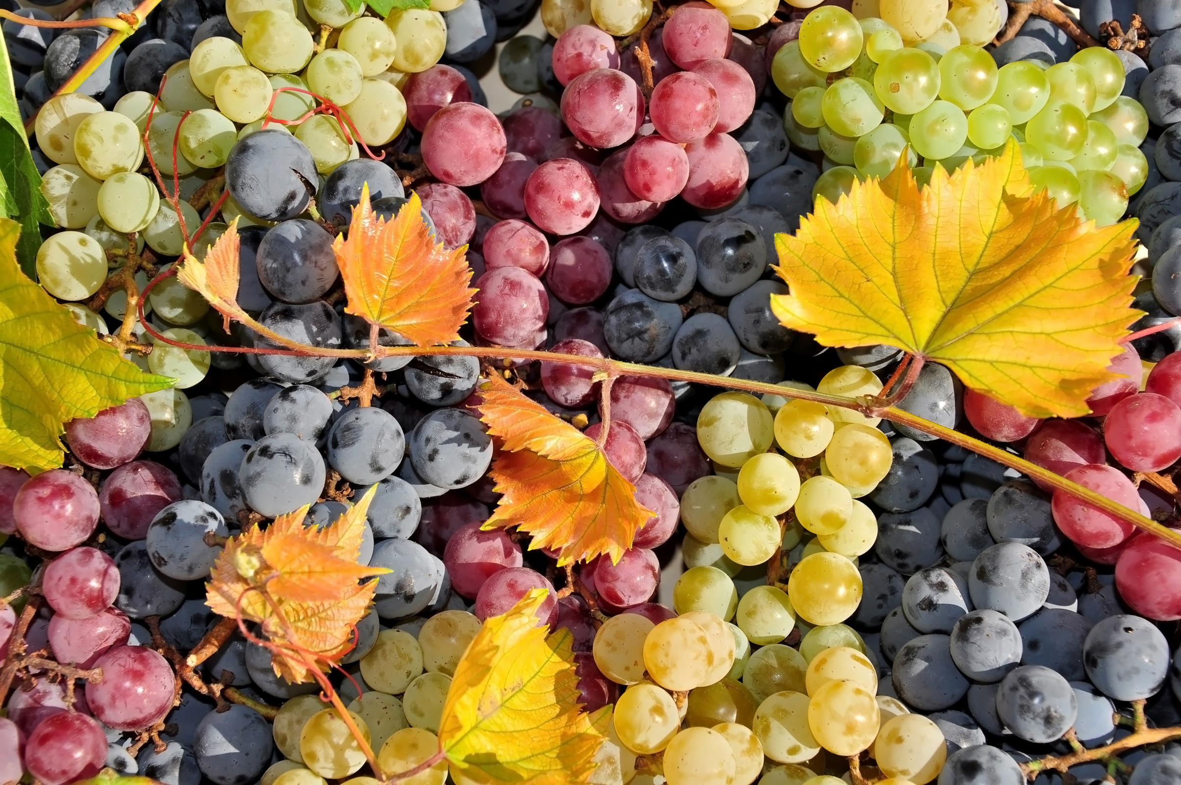 Weiße, rote und schwarze Weintrauben, Ernte.